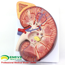 KIDNEY02 (12431) Rognon en plastique surdimensionné avec support 3 fois Agrandir Anatomie médicale